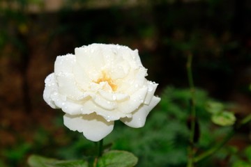 White rose