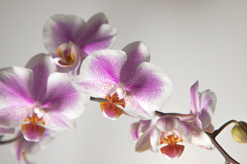Orquídea Fondo Claro4