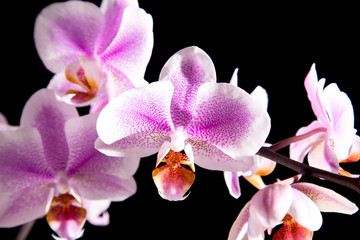 Fototapeta na wymiar Orquídea Fondo Negro1
