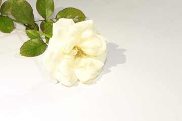 Obraz na płótnie Canvas White rose on white background.