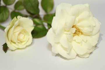 White rose on white background.