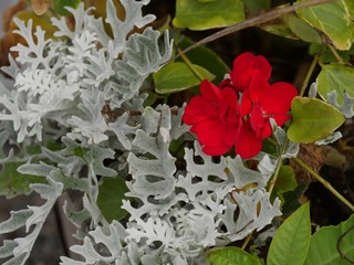 Red flowers and green plants in a garden