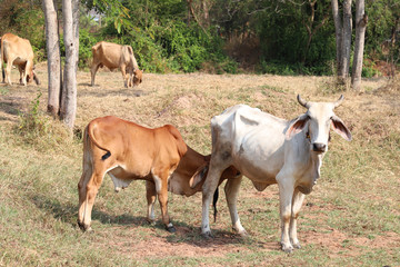Closeup of brown calf sucking milk from white cow in the field with natural background in sunny day. 