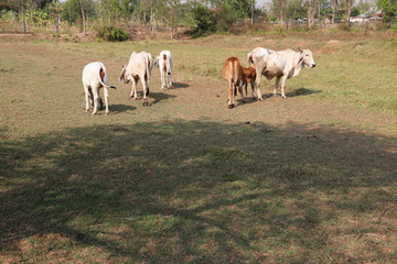 Closeup of cows and oxen in the filed in sunny day. 