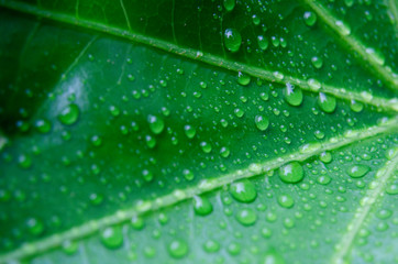 雨に濡れたヤツデ