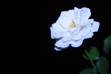 Closeup of beautiful white rose on black or dark background.