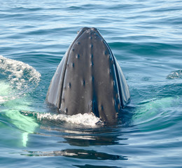 Close-up of a humpback whale calf spy hopping.  (Megaptera novaeangliae) © maria t hoffman