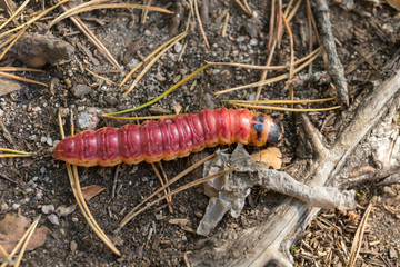 red caterpillar close up