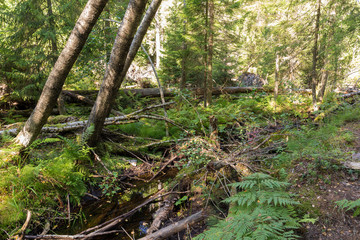 windbreak with fallen trees and a stream in the forest