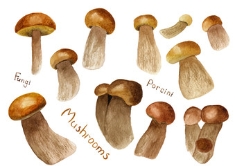 Set of watercolor porcini mushrooms isolated on white background. Hand drawn illustration of edible porcino mushroom. Summer, autumn forest harvesting. Healthy eating concept. Kitchen textile template