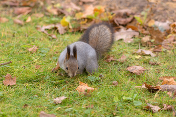 Naklejka na ściany i meble squirrel in autumn