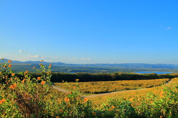 field of yellow flowers