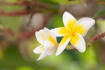 Fototapeta na wymiar Hawaiian frangipani flowers on a branch close-up