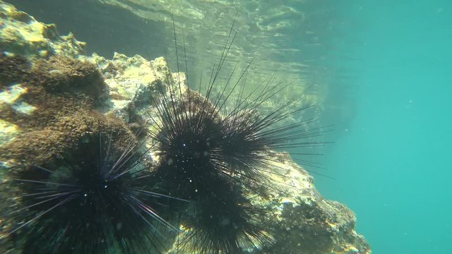 4K Long shooting of sea-urchins underwater