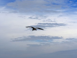 Fototapeta na wymiar Silhouette of a bird flying in the air