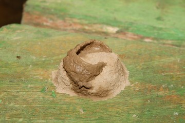 Mud nest of a wasp close up