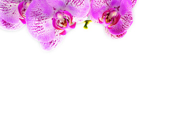 Orchid.  Isolate.  One branch of a purple Orchid lies on top of a white background.