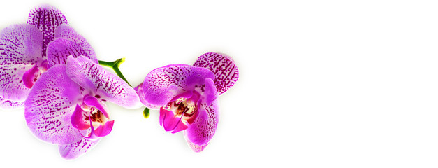 Banner. Orchid.  One branch of a purple Orchid on white background © borislav15