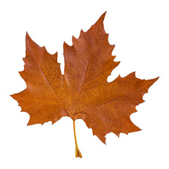 Closeup photo of autumn natural autumn foliage. The leaves are insulated and suitable for background and composition.