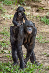 Naklejka premium Bonobo Cub on the mother's back . Green natural background in natural habitat. The Bonobo ( Pan paniscus), called the pygmy chimpanzee. Democratic Republic of Congo. Africa