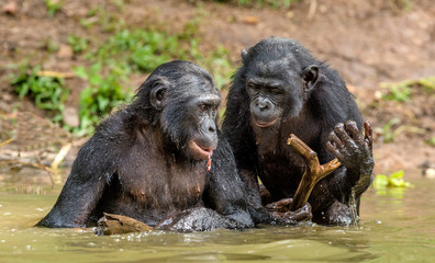 Bonobo in the water. The Bonobo ( Pan paniscus), called the pygmy chimpanzee. Democratic Republic of Congo. Africa