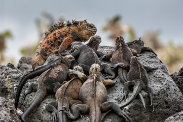 A male  and females of Galapagos Marine Iguana resting on lava rocks (Amblyrhynchus cristatus). The marine iguana on the black stiffened lava.  Galapagos Islands