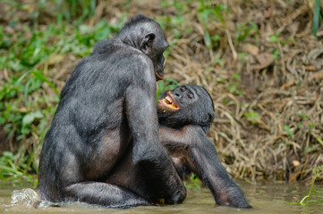Bonobo mating in the pond. The Bonobo ( Pan paniscus), Democratic Republic of Congo. Africa