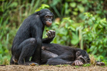 Bonobos mating. The bonobo ( Pan paniscus), formerly called the pygmy chimpanzee and less often, the dwarf or gracile chimpanzee. Natural habitat. Democratic Republic of Congo. Africa