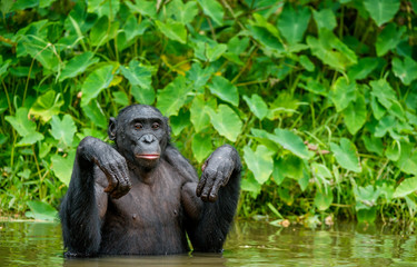 Bonobo in the water. Natural habitat. Green natural background. The Bonobo ( Pan paniscus), called the pygmy chimpanzee. Democratic Republic of Congo. Africa