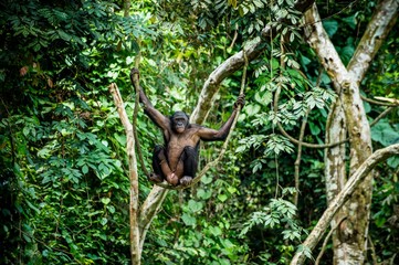 Bonobo on the branch of the tree in natural habitat. Green natural background. The Bonobo ( Pan...