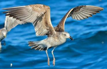 Flying  Juvenile Kelp gull (Larus dominicanus), also known as the Dominican gull and Black Backed Kelp Gull. Blue water of the ocean Background. False Bay, South Africa