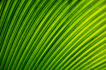Closeup green leaf texture background. Palm leaf pattern evergreen natural background.