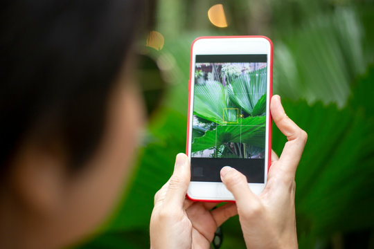Woman take a photo plants by smartphone in tropical forest. 