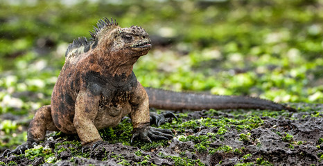 Fototapeta premium A male of Galapagos Marine Iguana resting on lava rocks (Amblyrhynchus cristatus). The marine iguana on the black stiffened lava. Galapagos Islands