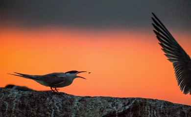 Silhouette of Common Terns (sterna hirundo) on red sunset background