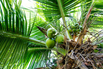 Detail of coconut palm trees on sunny day in Rio de Janeiro. Many green coconuts are hanging bellow...