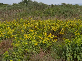 Medium wide shot of a slope covered with yellow flowers on a windy day