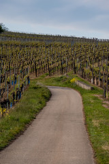 Obraz premium Bare Vineyards at sunset in April, before they start growing. Near Riquewihr, Alsace.
