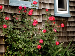 Fototapeta na wymiar Red roses blooming along the wall outside the window of a wooden house