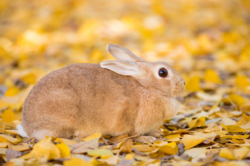 秋の公園にいる可愛いウサギと銀杏の葉っぱ