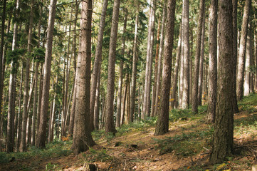 Fototapeta premium Mist and golden leaves in Beskydy mountains
