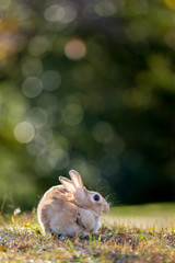 Fototapeta premium 秋の公園にいる可愛いウサギ