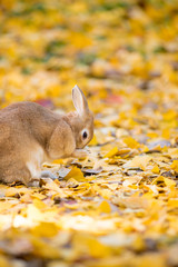 秋の公園にいる可愛いウサギと銀杏の落ち葉