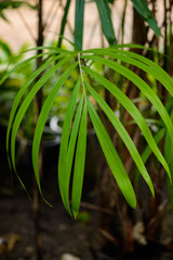Nature green leaf of lady palm (Rhapis exclesa plamae ) in garden