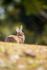 秋の公園にいる可愛いウサギ