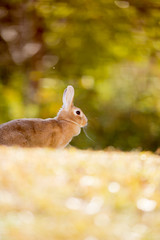秋の公園にいる可愛いウサギ