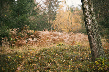 Mist and golden leaves in Beskydy mountains