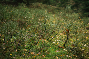 Mist and golden leaves in Beskydy mountains