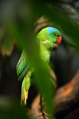 The blue-naped parrot (Tanygnathus lucionensis), also the blue-crowned green parrot, Luzon parrot, the Philippine green parrot or as picoy sitting on a branch in the green.