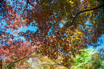 見上げる紅葉 散歩景色